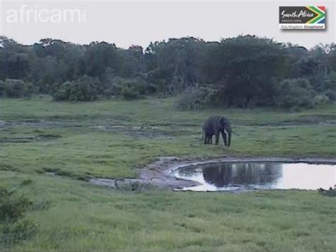 tembe elephant park webcam|Tembe Elephant Park, South Africa